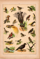 Állatok (17), litográfia 1902, eredeti, kis méret, magyar, állat, madár, kanári, fecske, rigó, pinty
