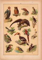 Állatok (16), litográfia 1902, eredeti, kis méret, magyar, állat, madár, bagoly, héja, papagáj
