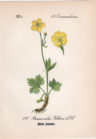 Ranunculus villarsii, litográfia 1882, eredeti, kis méret, színes nyomat, növény, virág, boglárka