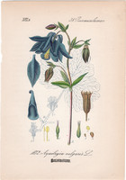 Közönséges harangláb, litográfia 1882, eredeti, kis méret, színes nyomat, növény, virág, Aquilegia