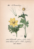Pulsatilla alpina, litográfia 1882, eredeti, kis méret, színes nyomat, növény, virág, kökörcsin