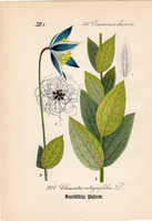 Réti iszalag, litográfia 1882, eredeti, kis méret, nyomat, növény, virág, Clematis integrifolia