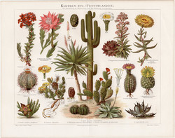 Kaktusz, színes nyomat 1894, német nyelvű, eredeti, litográfia, növény, virág, fajta, saguaro, tüske