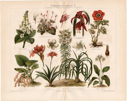 Szobanövények II., színes nyomat 1894, német nyelvű, eredeti, litográfia, növény, virág, liliom