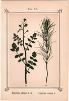 Orvosi vízitorma és mezei zsurló, fénynyomat 1894, eredeti, kis méret, gyógynövény, vízkúra, nyomat