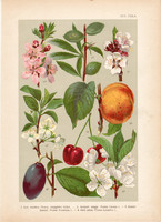 Magyar növények 30, litográfia 1903, színes nyomat, virág, meggy, szilva, kajszibarack, mandula (3)