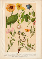Magyar növények 66, litográfia 1903, színes nyomat, virág, zergevirág, telekia, pozdor, aggófű (3)