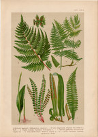 Magyar növények 64, litográfia 1903, színes nyomat, virág, bodorka, kigyónyelv, hölgyharaszt (3)