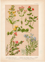 Magyar növények 11, litográfia 1903, színes nyomat, virág, lizinka, azélea, tikszem, csatavirág (3)