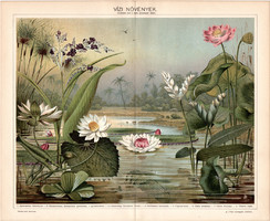 Vízinövények, színes nyomat 1898, magyar nyelvű, eredeti, litográfia, növény, virág, tavirózsa, káka
