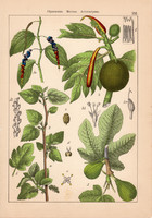 Bors, kenyérfa, eperfa és szil, csalán, kender, litográfia 1885, 21 x 30 cm, eredeti, színes nyomat