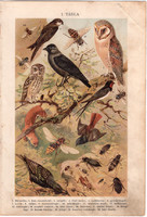 Madarak, bogarak (1), litográfia 1904, színes nyomat, magyar, természetrajz, állat, hermelin, madár