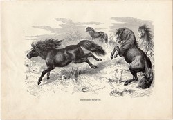 Shetlandi törpe ló, egy színű nyomat 1903 (2), eredeti, magyar, Brehm, Az állatok világa, állat póni