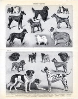 Kutyák, egyszínű nyomat 1910, német nyelvű, eredeti, kutya, németjuhász, dobermann, agár, írszetter