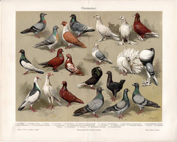 Házigalambok, litográfia 1905, német nyelvű, eredeti, színes nyomat, madár, házi, galamb, dúc,