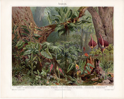Kontyvirágok, színes nyomat 1903, német nyelvű, eredeti, litográfia, növény, virág, trópus, erdő