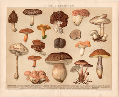 Gombák I., litográfia 1895, színes nyomat, német, Brockhaus, gomba, csiperke, vargánya, szarvasgomba