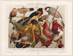 Külföldi szobamadarak, 1896, litográfia, színes nyomat, eredeti, magyar nyelvű, madár, pinty, régi