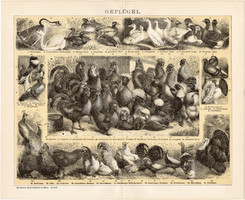 Baromfi (2), litográfia 1893, német, színes nyomat, tyúk, kakas, kacsa, galamb, fácán, liba, madár