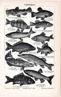 Tavi halak, egyszínű nyomat 1907, német nyelvű, eredeti, hal, állat, tó, ponty, maréna, keszeg