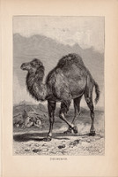 Dromedár, egyszín nyomat 1894, német, eredeti, Tierleben, Az állatok világa, állat, egypúpú teve