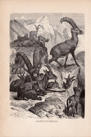 Alpesi kőszáli kecske, egyszín nyomat 1894, német, eredeti, Tierleben, Az állatok világa, állat