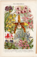 Új szobanövények., színes nyomat 1910, német nyelvű, eredeti, litográfia, növény, virág, régi