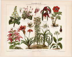 Szobanövények II., színes nyomat 1903, német nyelvű, litográfia, eredeti, növény, virág, tél, régi