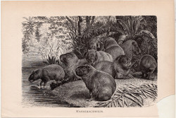 Vízidisznó, egyszín nyomat 1894, német, eredeti, Tierleben, Az állatok világa, állat, Dél-Amerika