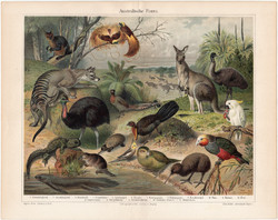 Ausztrál állatvilág, színes nyomat 1903, német nyelvű, litográfia, Ausztrália, állat, kenguru, régi