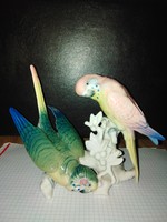 Gyönyörű ENS papagáj pár