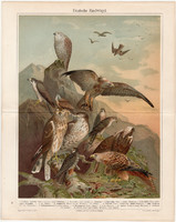 Német ragadozómadarak, 1906, színes nyomat, német nyelvű, eredeti, madár, sólyom, karvaly, ragadozó