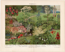 Dísznövények I., színes nyomat 1908, német nyelvű, litográfia, eredeti, növény, virág, dísz, régi