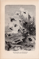 Rovarok élete, egyszín nyomat 1894, német, eredeti, Tierleben, Az állatok világa, méh, légy, rovar