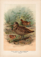 Erdei szalonka (4), litográfia 1897, eredeti, 29 x 39, nagy méret, madár, nyomat, Scolopax rusticola