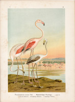 Rózsás flamingó (2), litográfia 1897, eredeti, 29 x 39, nagy méret, madár, nyomat, Phoenicopterus