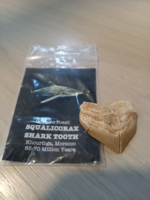 Cápafog Squalicorax 3.5 cm 
