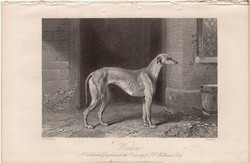 Wanton a híres agár, acélmetszet 1854, metszet, eredeti, 10 x 14, állat. kutya, verseny, angol
