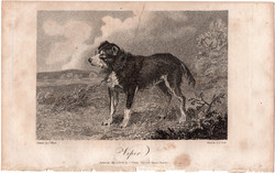Viper, rézmetszet 1808, metszet, eredeti, 9 x 14, állat, kutya, mező