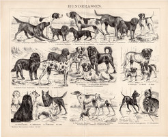 Kutyafajták, egyszínű nyomat 1893, német nyelvű, eredeti, kutya, állat, vadászkutya, régi