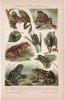 Békák és varangyok, litográfia 1893, színes nyomat, német nyelvű, Brockhaus, béka, varangy, állat