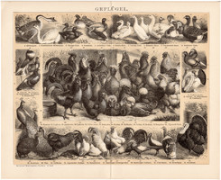 Poultry, lithograph 1893, german, color print, hen, rooster, duck, pigeon, pheasant, goose, bird