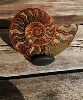Ammonitesz őskövület, ásvány