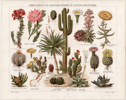 Kaktuszok és kaktusztermetű kövér növények, litográfia 1896, nyomat, növény, virág, agáve, kaktusz