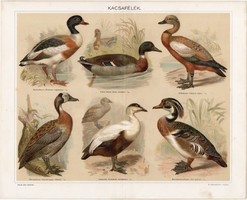 Kacsák (13), 1894, litográfia, színes nyomat, eredeti, magyar, madár, kacsa, dunnalúd, tőkés réce