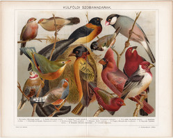 Külföldi szobamadarak (14), 1896, litográfia, színes nyomat, eredeti, magyar, madár, pinty, régi