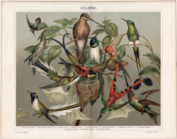 Kolibrik (4), 1894, litográfia, színes nyomat, eredeti, magyar nyelvű, kolibri, madár, sappho