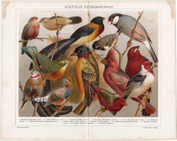 Külföldi szobamadarak (15), 1896, litográfia, színes nyomat, eredeti, magyar, madár, pinty, régi