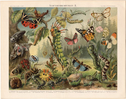 Lepke, bogár, hernyó (4), litográfia 1898, színes nyomat, német nyelvű, eredeti, pillangó, védelem