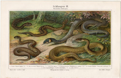 Kígyók, színes nyomat 1905, német nyelvű, litográfia, vípera, vízisikló, kígyó, régi, állat